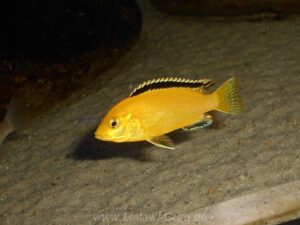 Labidochromis caeruleus 'Lion's Cove'